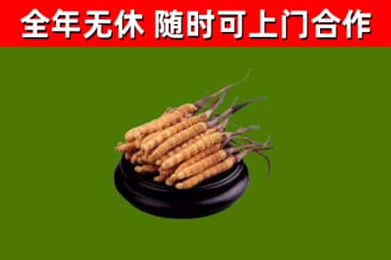 西岗区回收散虫草